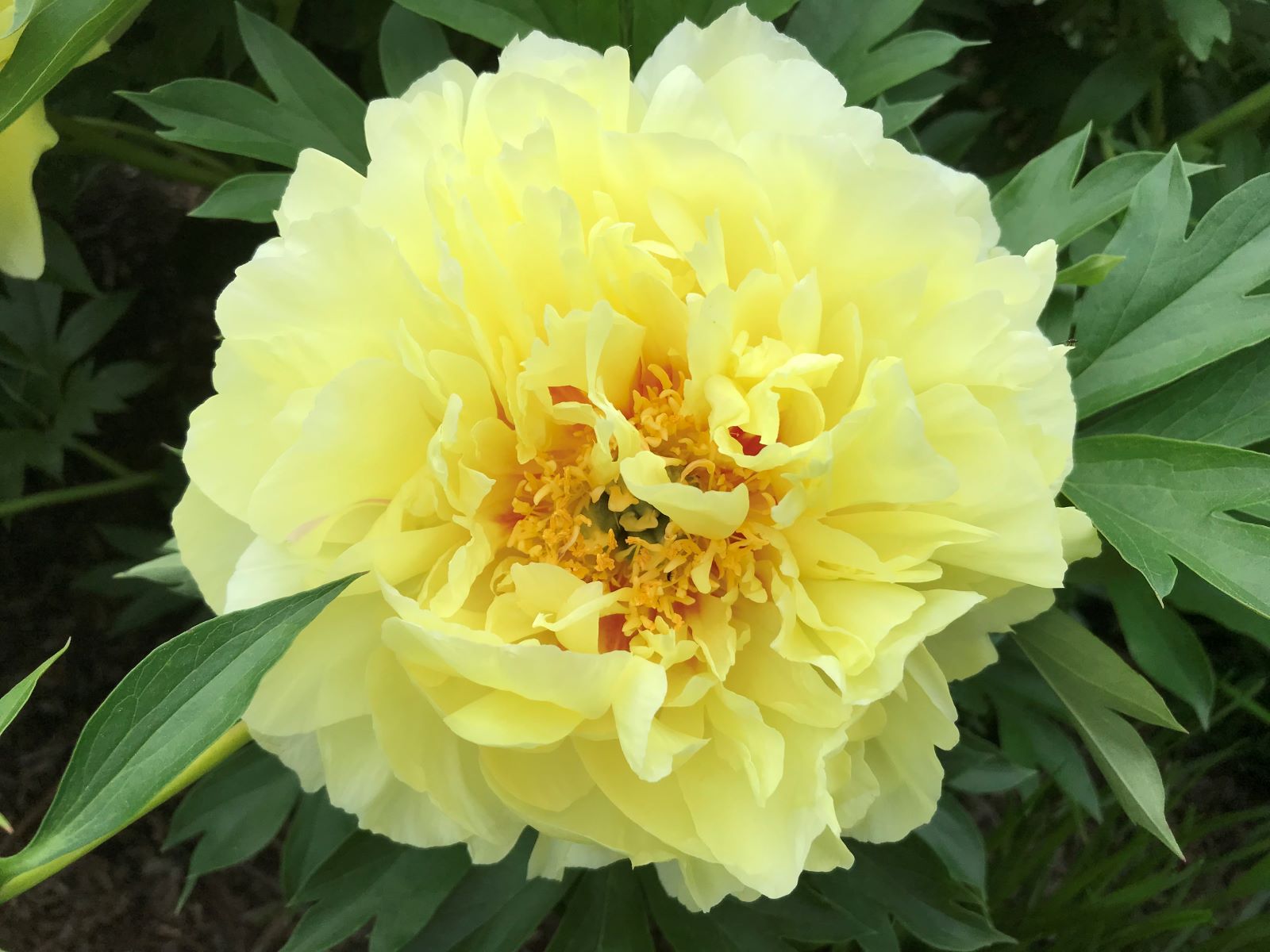 Paeonia 'Bartzella'