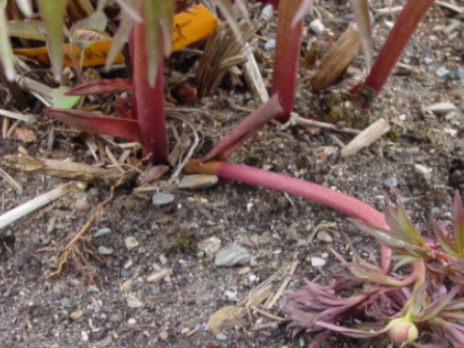 Symptômes de Botrytis sur tiges