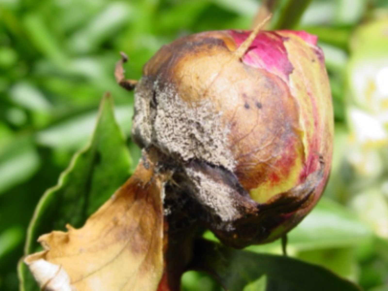 Symptômes de Botrytis sur bourgeon floral