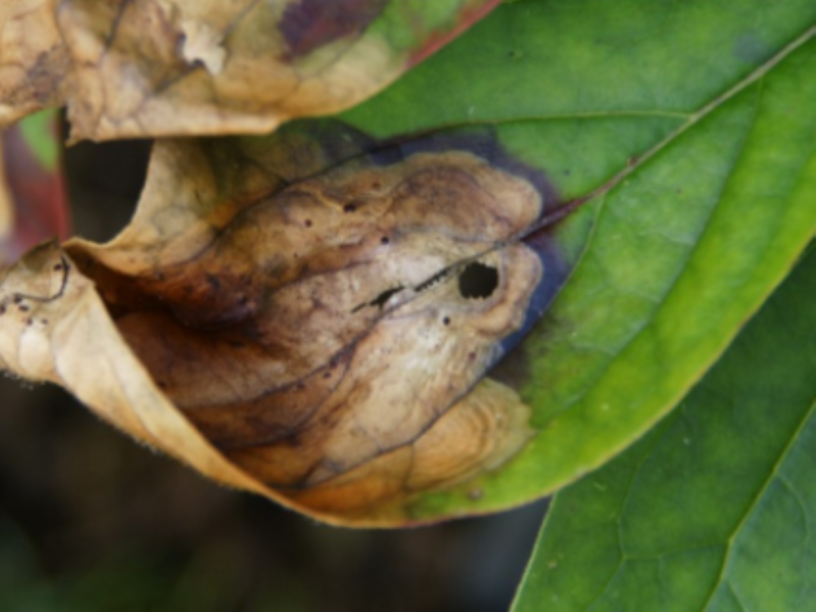 Symptômes de taches brunes sur feuille de pivoine