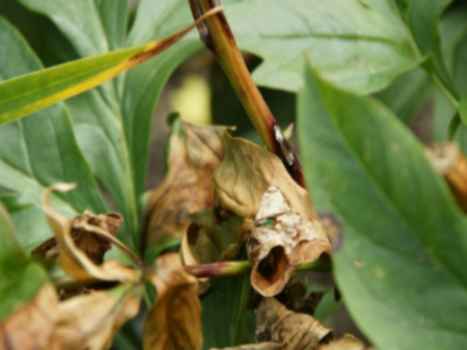 Symptômes de taches brunes sur pivoine