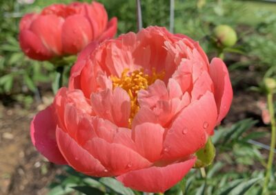 Fleur de pivoine 'Coral Charm'