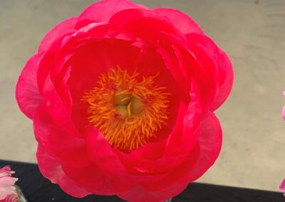 Paeonia 'Cytherea'