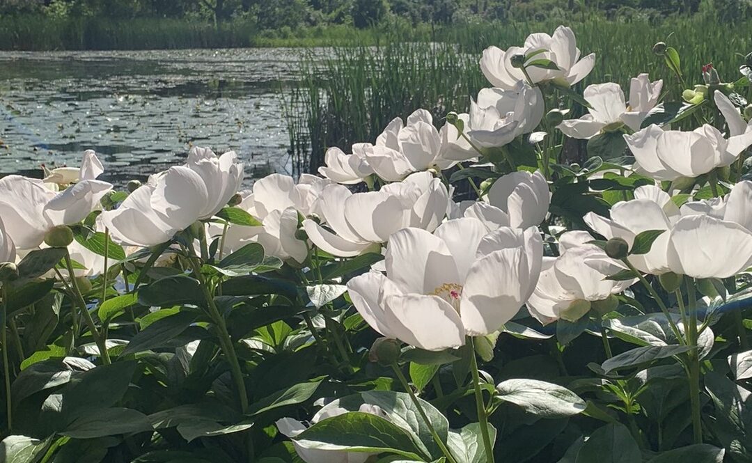 Vue du Ruisseay fleuri au Jardin botaniue de Montréal