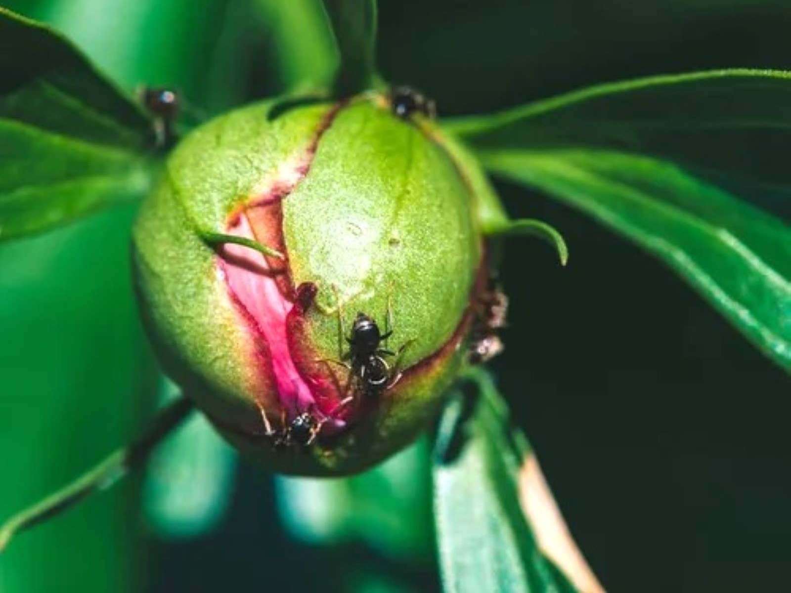 Fourmis sur bourgeon de fleur de pivoine