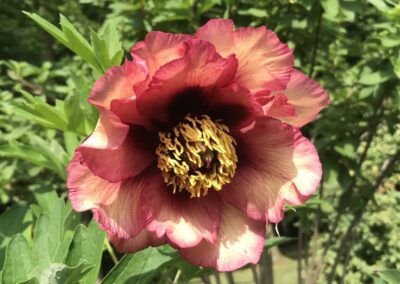 Paeonia 'Gauguin' (arbustive)