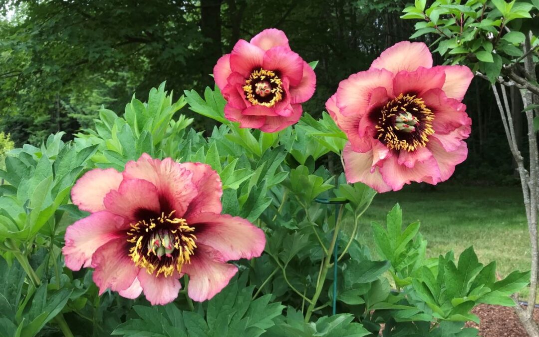 Paeonia 'Gauguin' en fleurs en juillet 2022