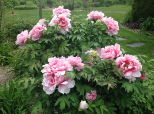 Paeonia 'Hanakisoi'