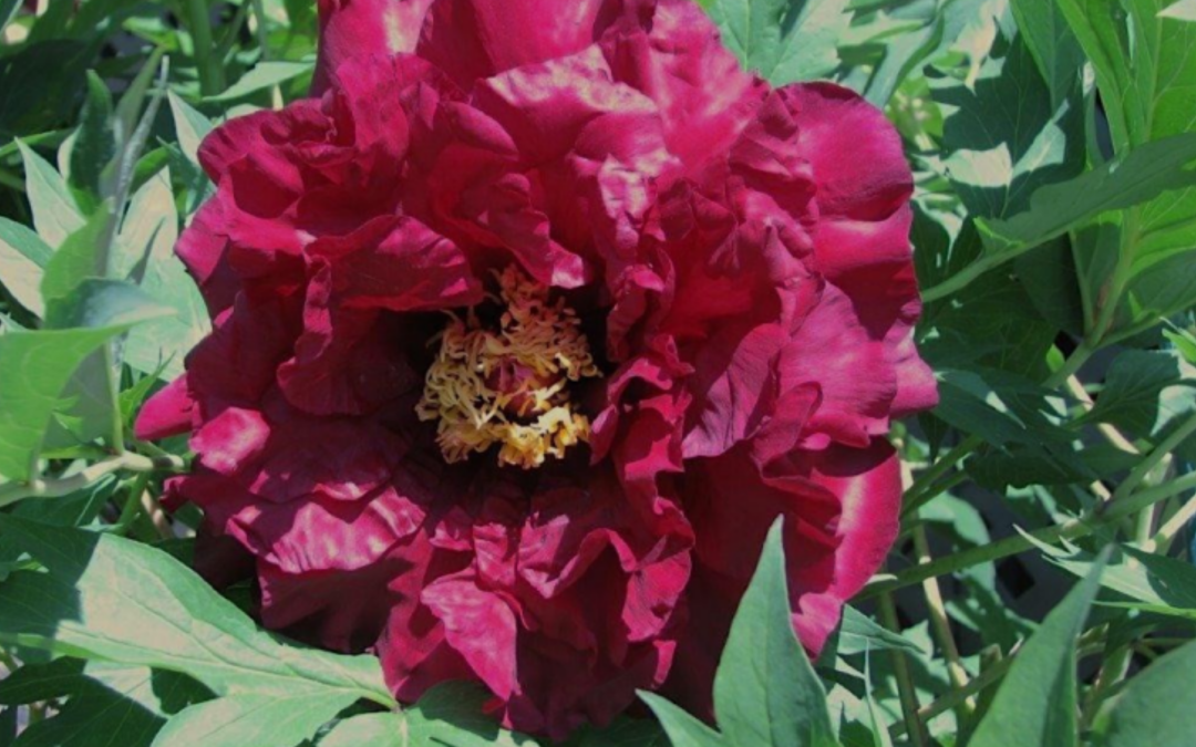 Fleur de Paeonia 'Hephestos' - arbustive