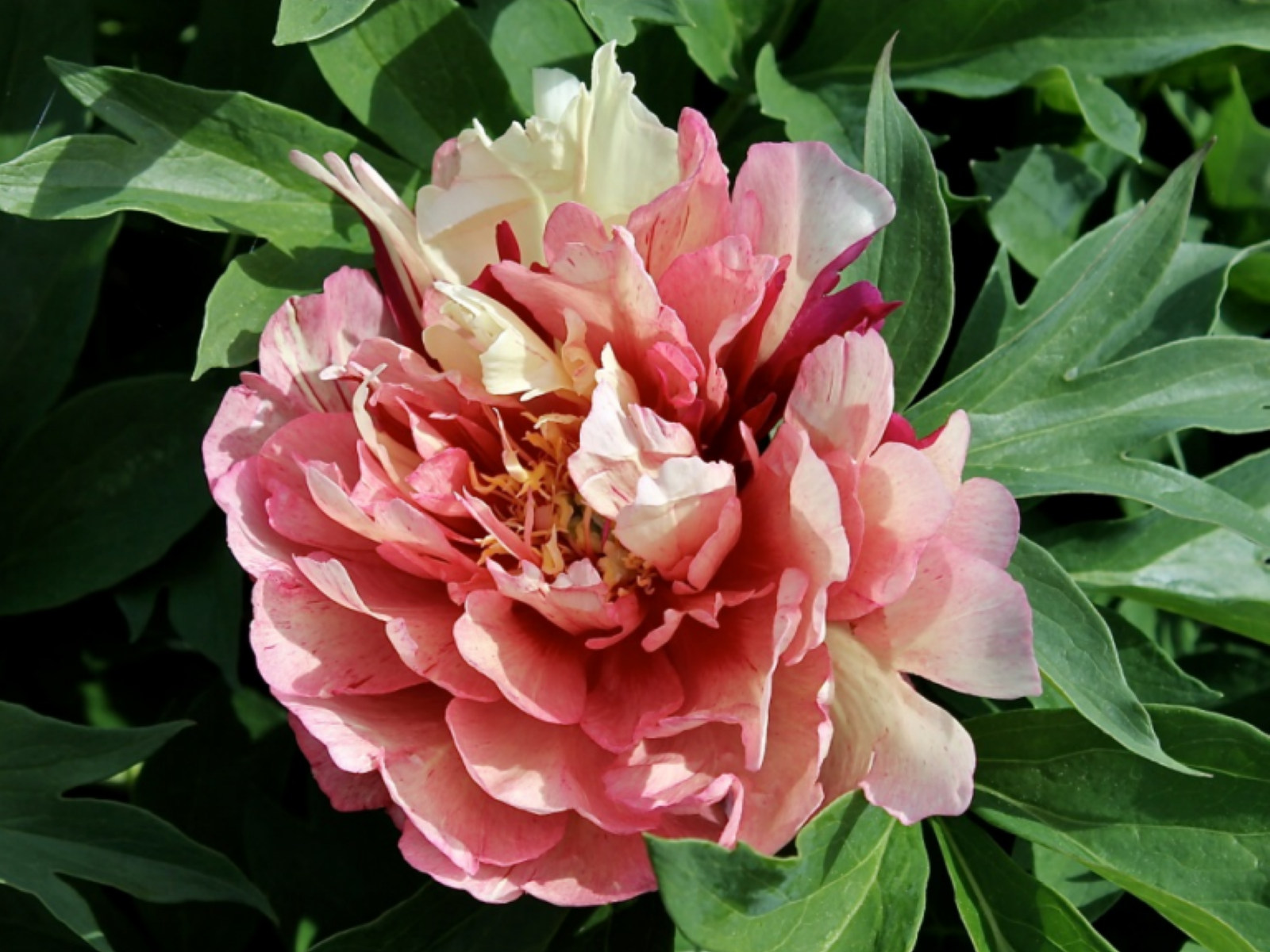 Mutation de la fleur de la pivoine 'Hillary'