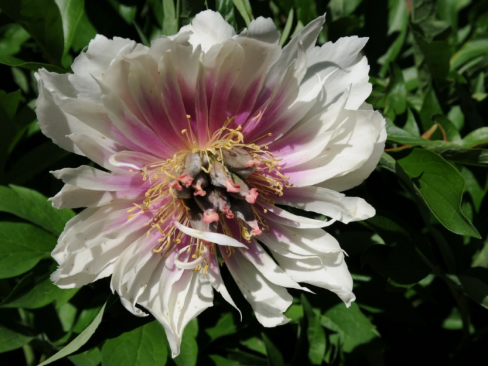 Mutation de la fleur de la pivoine Itoh 'Joanna Marlene' ne lui ressemblant pas