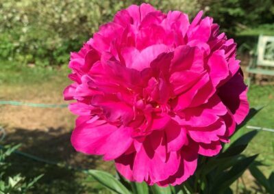 Fleur de pivoine 'Kansas'