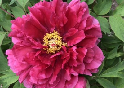 Paeonia 'Kao' - arbustive