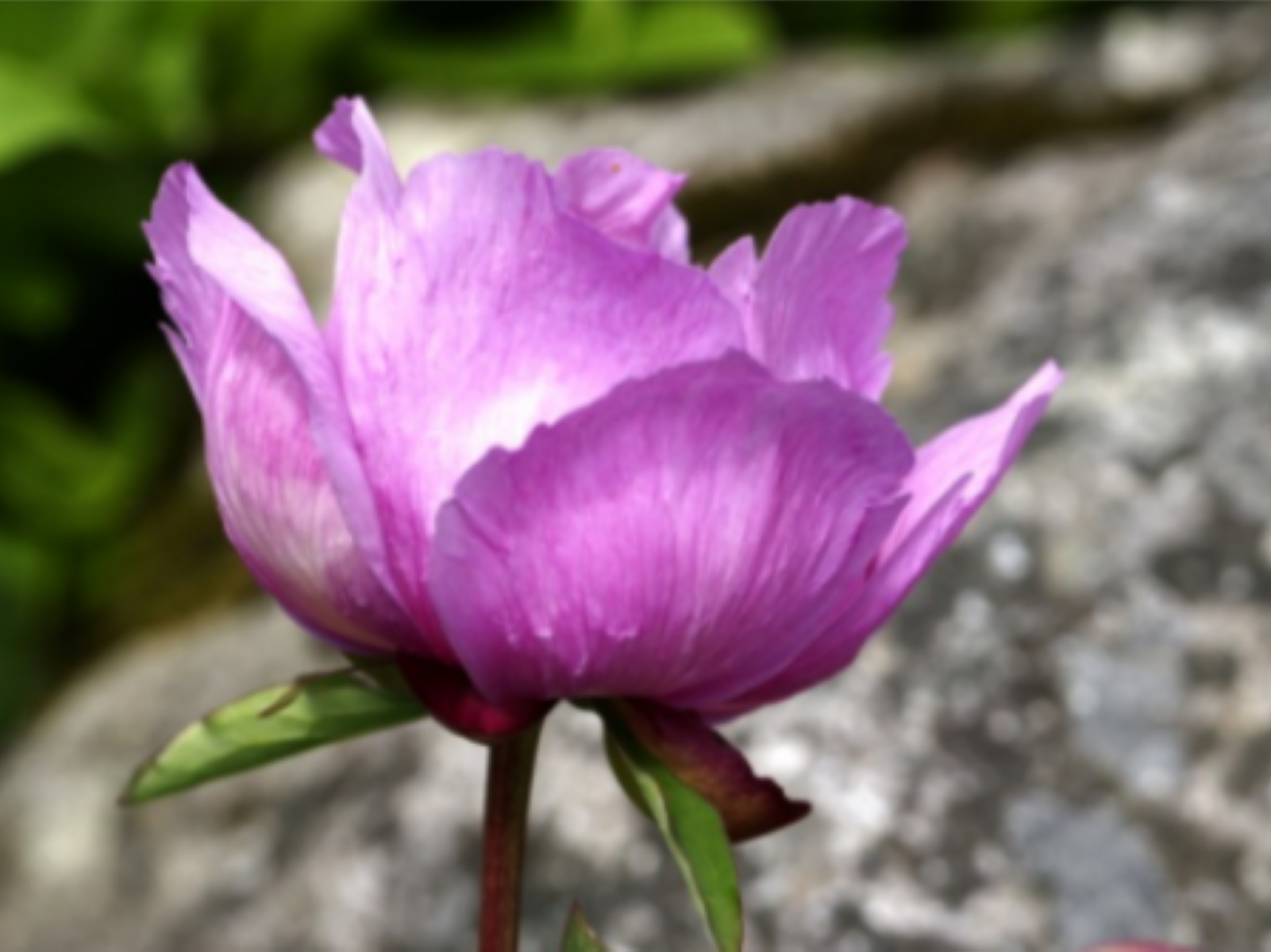 Paeonia 'Lavender'