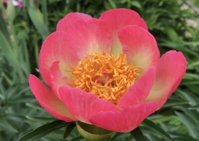 Paeonia 'Le Cratère'