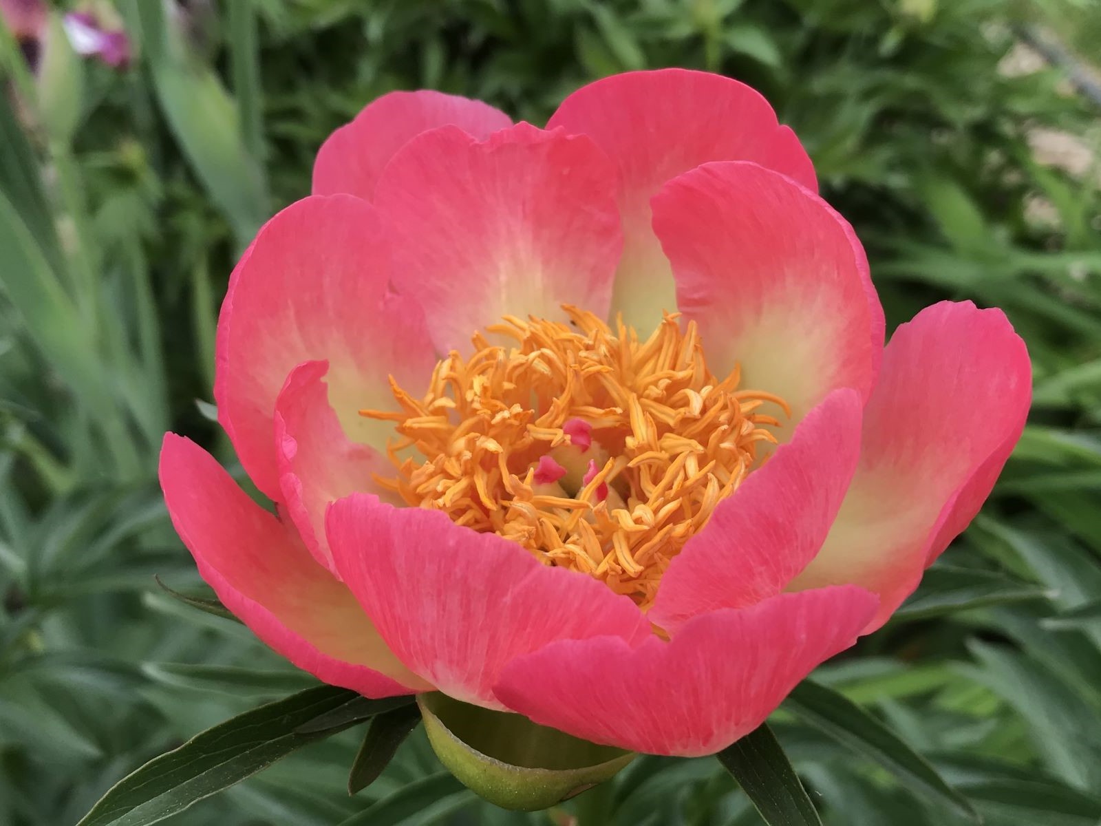 Paeonia 'Le Cratère'