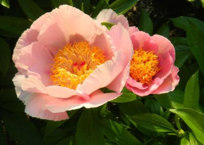 Pivoine créée par Tremblay: 'Louise Godin'