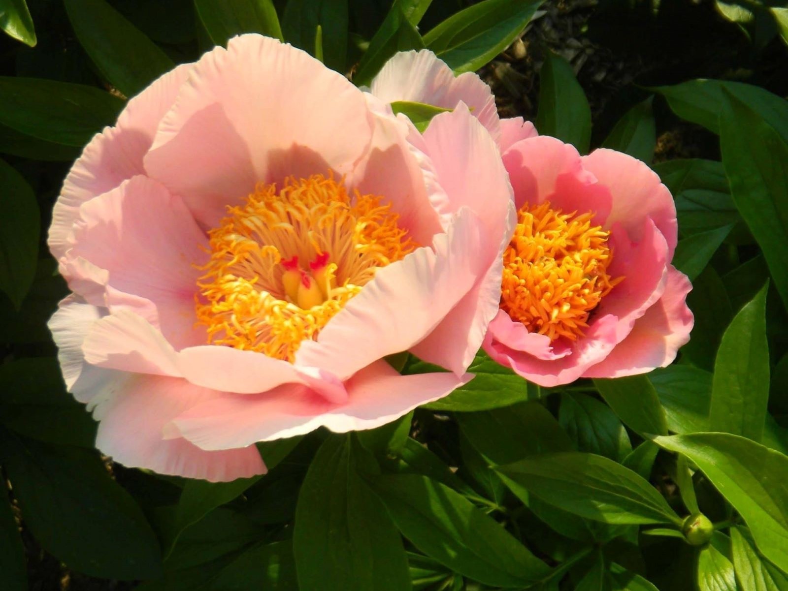 Pivoine créée par Tremblay:  'Louise Godin'