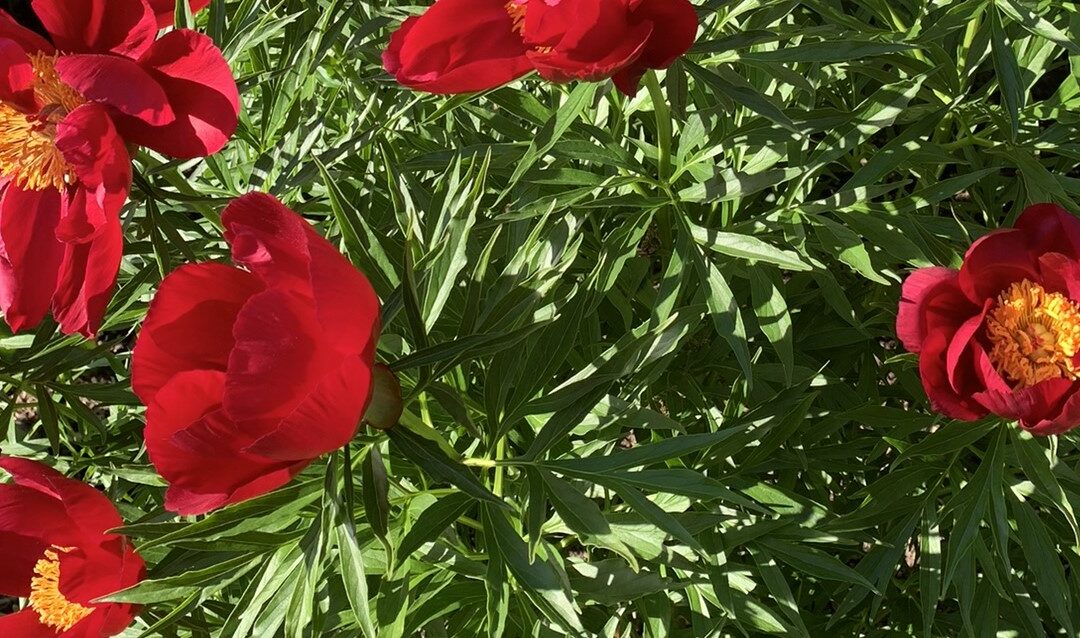 Vue de Paeonia 'Merry Mayshine'