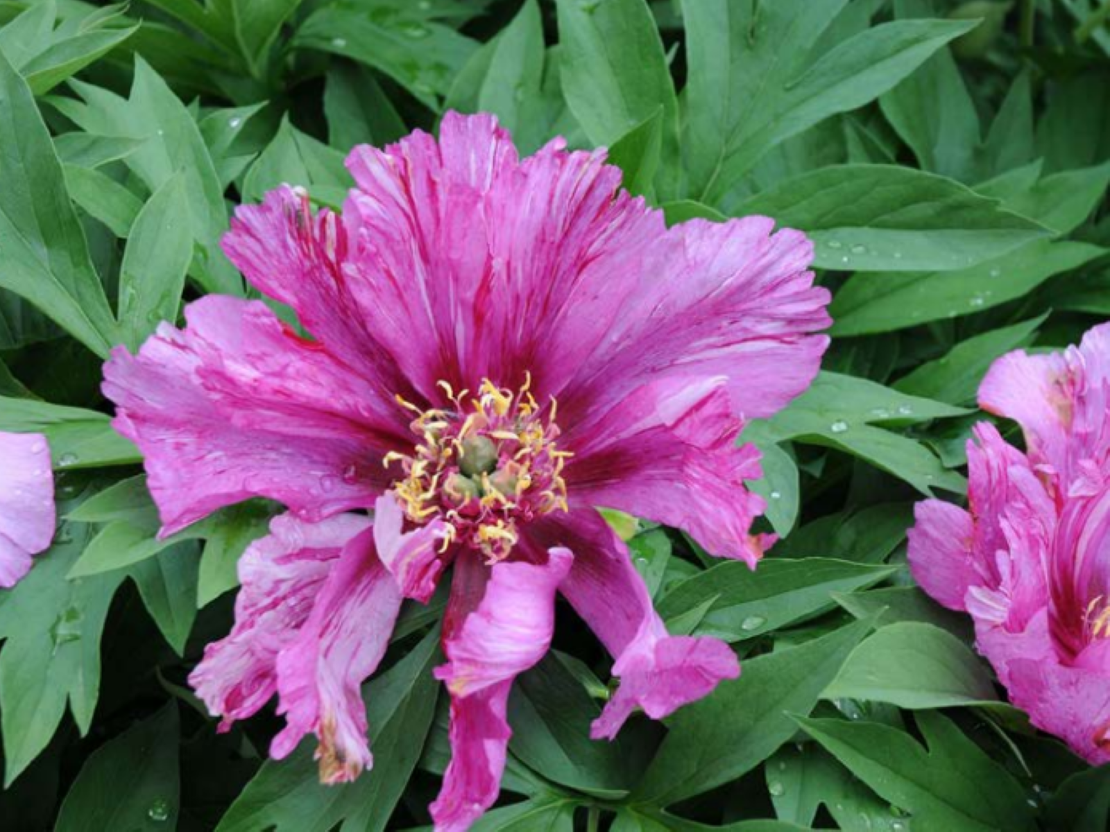 Mutation de la fleur de la pivoine Itoh 'Morning Lilac'