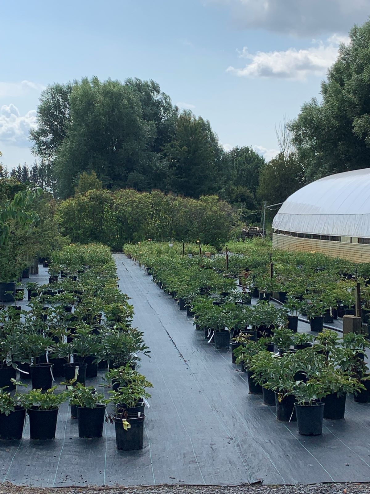 Vue de l'allée des pivoines en pots aux Jardins Osiris