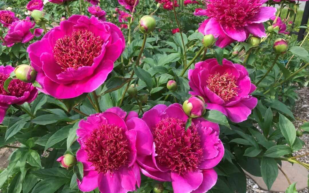 'Osiris Lucie Pepin'