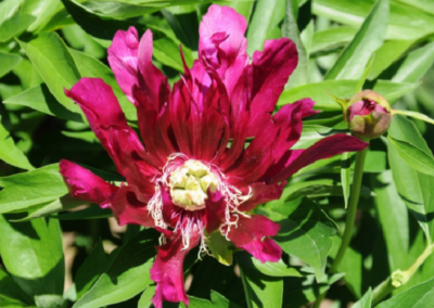 Pivoine 'Osiris Tourbillon', mutation stable de la fleur de la pivoine Itoh 'Morning Lilac'