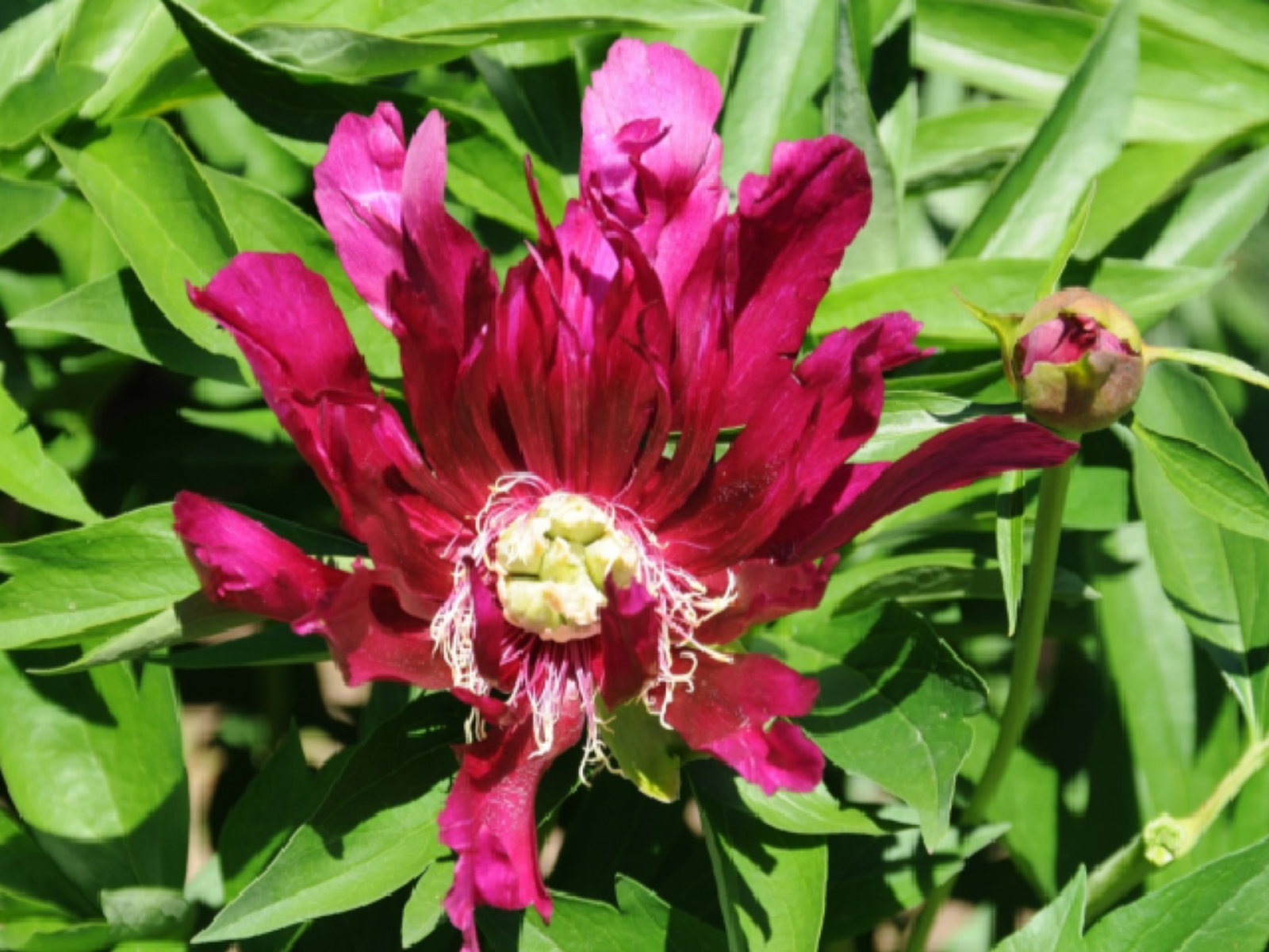 Pivoine 'Osiris Tourbillon', mutation stable de la fleur de la pivoine Itoh 'Morning Lilac'