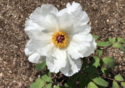 Paeonia ostii - arbustive