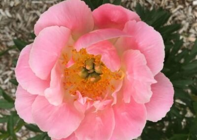 Paeonia 'La Vie en rose'