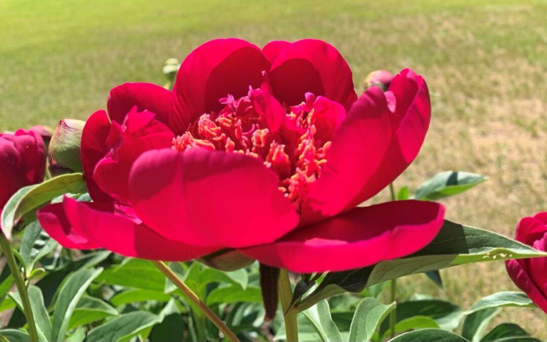 Paeonia 'Charm'