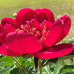 Paeonia 'Charm'
