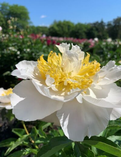 Paeonia 'Cheddar Sunrise'