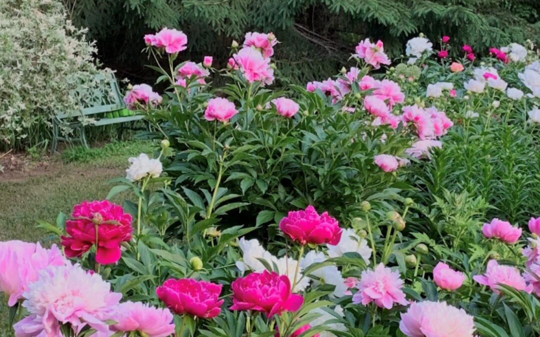 Vue de jardin de pivoines