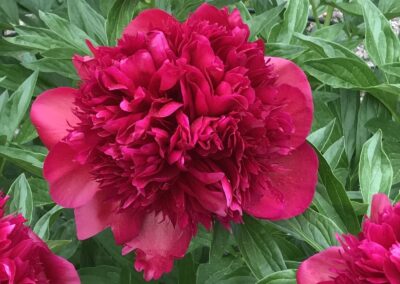 Paeonia 'Red Charm'