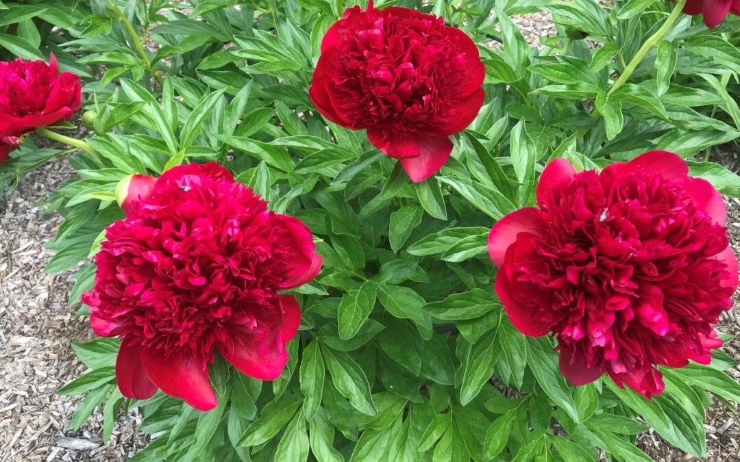 Plant de pivoine 'Red Charm'