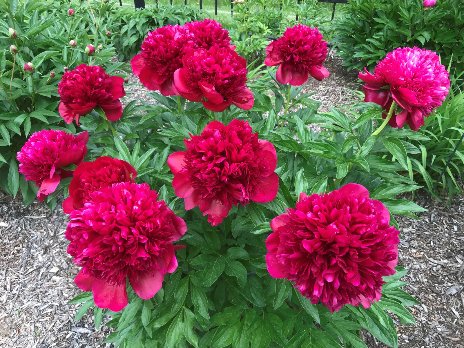 Plant de pivoine 'Red Charm'