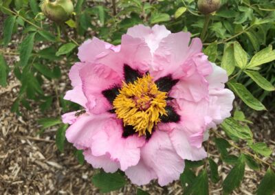 Paeonia rockii - arbustive