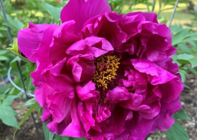 Paeonia 'Shima Daijin' - arbustive