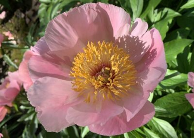 Paeonia 'Sweet May'