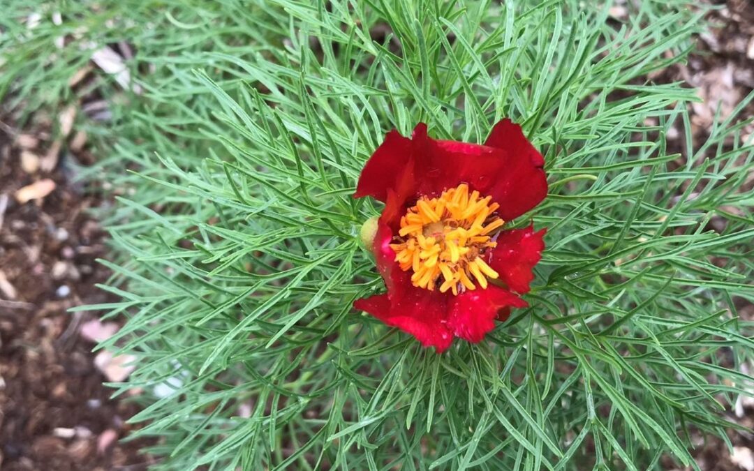 Paeonia tenuifolia