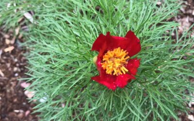 Coup de coeur : Paeonia tenuifolia