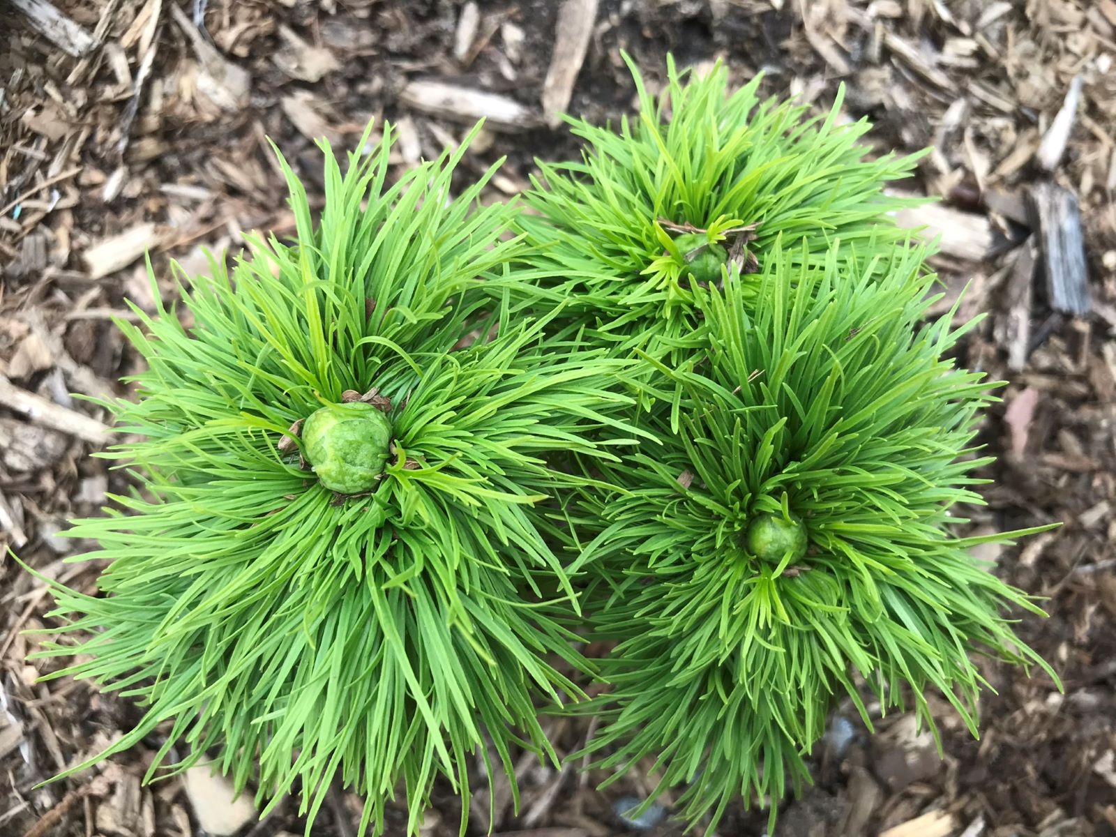 Feuillage de Paeonia tenuifolia