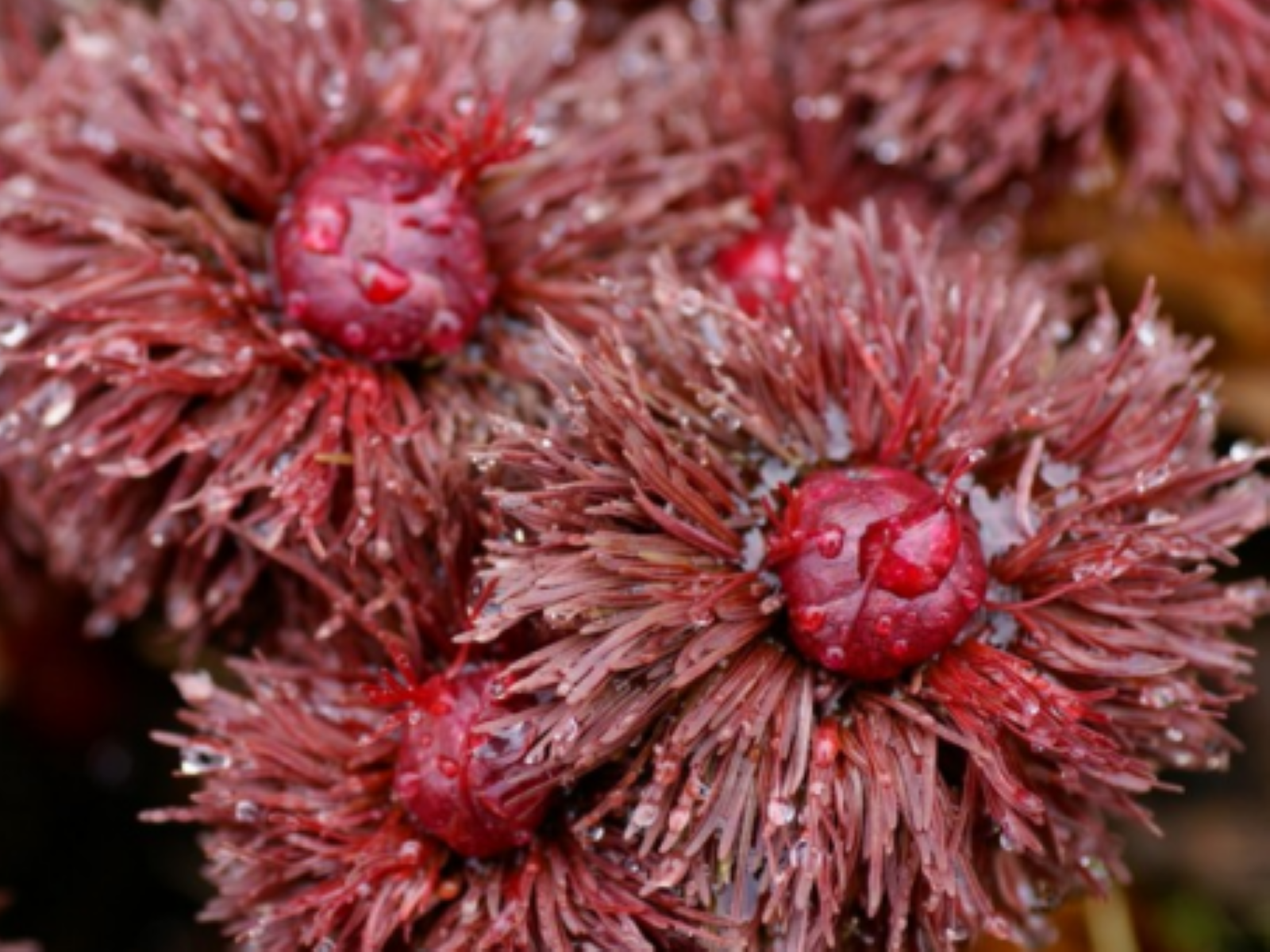 Feuillage rouge de Paeonia tenuifolia