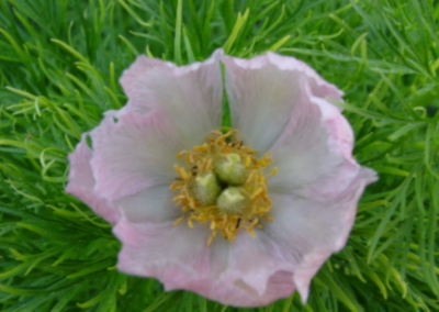 Fleur rose de Paeonia tenuifolia