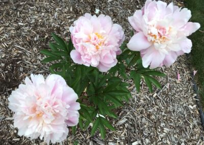 Pivoine 'Douce Beauceronne'