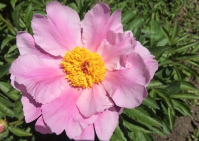 Pivoine 'Ève Cournoyer'