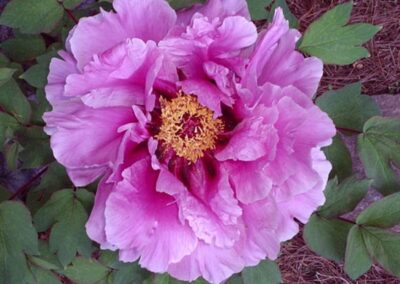 Pivoine arbustive 'Kamata Nishiki'