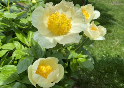 Pivoine 'Sonia Hélène', photo Joanne Desourdy