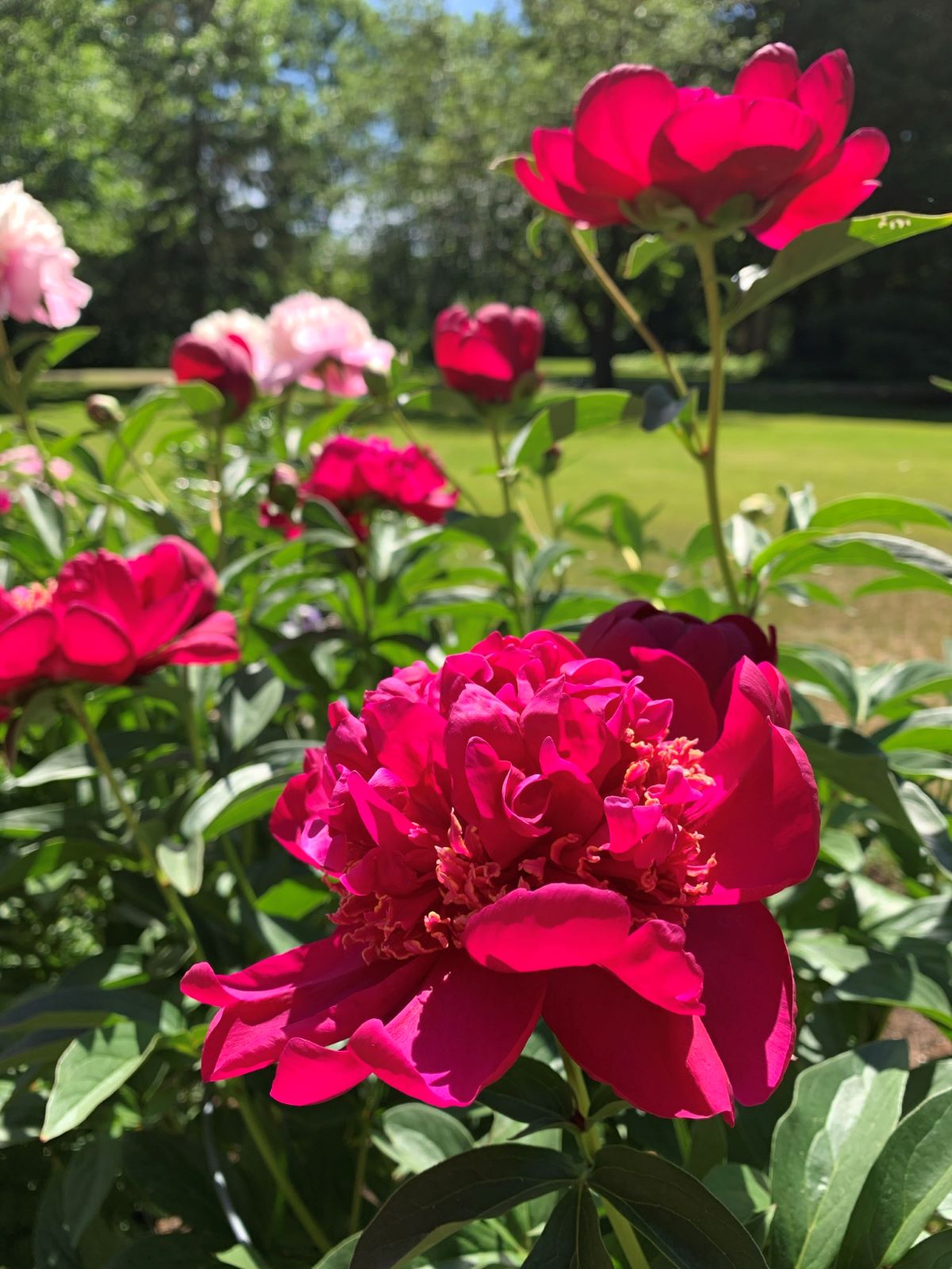 Pivoine 'Charm'